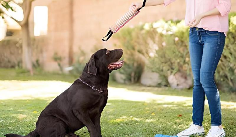 Imagen principal del artículo 'Muñecos de adiestramiento premium: las mejores opciones para perros'